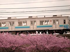 河津桜と伊豆急電車