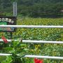 ちょんまげを見に伊豆旅行！（弓ヶ浜温泉～土肥）【２００９年８月１２日（水）～８月１３日（木）】