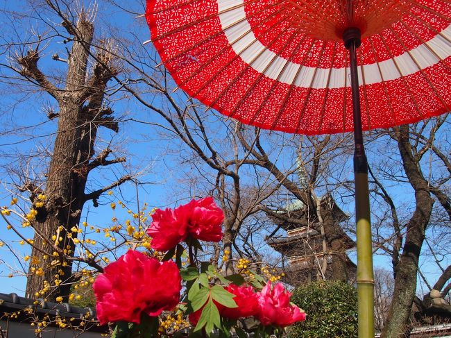 母娘で歩いた1泊２日旅 横浜 東京観光 上野恩賜公園 アメ横など 上野 御徒町 東京 の旅行記 ブログ By かおニャンさん フォートラベル