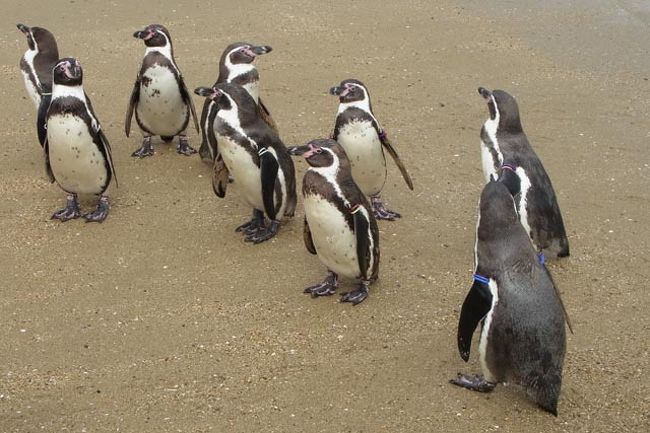 誕生日 弾丸トラベラー2日目 長崎ペンギン水族館 諏訪神社 興福寺編 長崎市 長崎県 の旅行記 ブログ By まいまいさん フォートラベル 誕生日 弾丸トラベラー2日目 長崎ペンギン水族館 諏訪神社 興福寺編 長崎市 長崎県 の旅行記 ブログ By まいまいさん フォートラベル