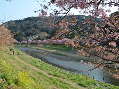 みなみの桜と菜の花まつり