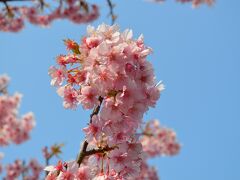 みなみの桜と菜の花まつり