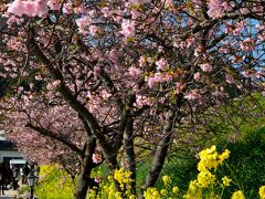 〔 河津桜/河津桜まつり 〕

お〜〜〜、通り沿いにピンク色の河津桜と黄色の菜の花が咲いています♪
河津といえばやっぱりこのコラボかな〜と。