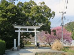 観光交流館から来宮神社までは徒歩で少しの距離、途中にカーネーション見本園やかつての菖蒲園があります。カーネーションは温室でかなり咲いていました。