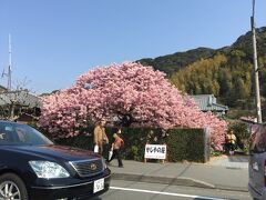 11時頃にホテルを出て、町内へ。すでに駐車場があふれています。町中の民家にも個々に育てられた河津桜が咲いています。