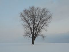 美瑛を離れる前にやっぱりここに来てしまいました。