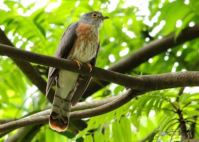 フィリピン野鳥探訪 ― 楽しきかな！小動物の観察