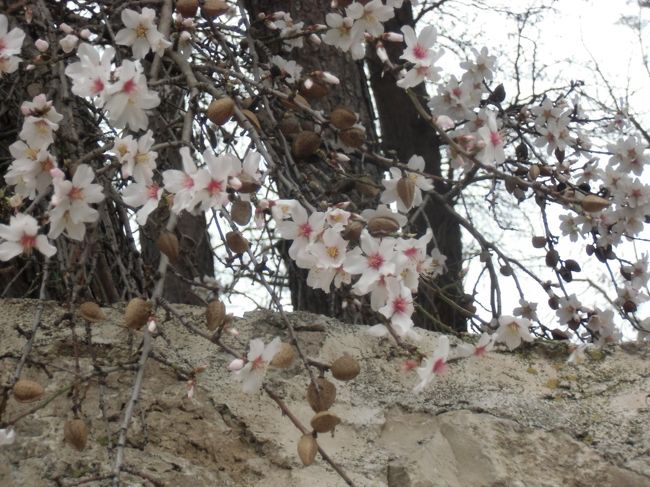 アーモンドの花が２週間ぐらい早いそうです