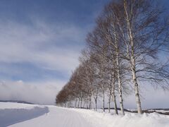 セブンスターの木のところの白樺