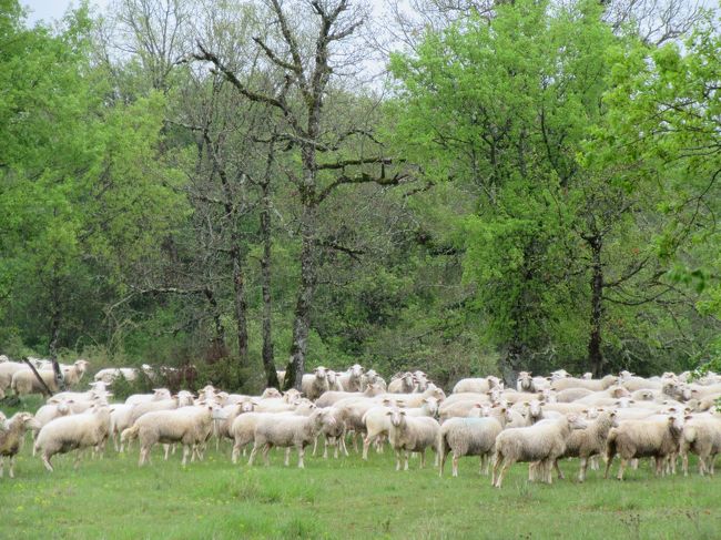 対岸からたくさんの羊さんが　こっちを見てる！<br />
