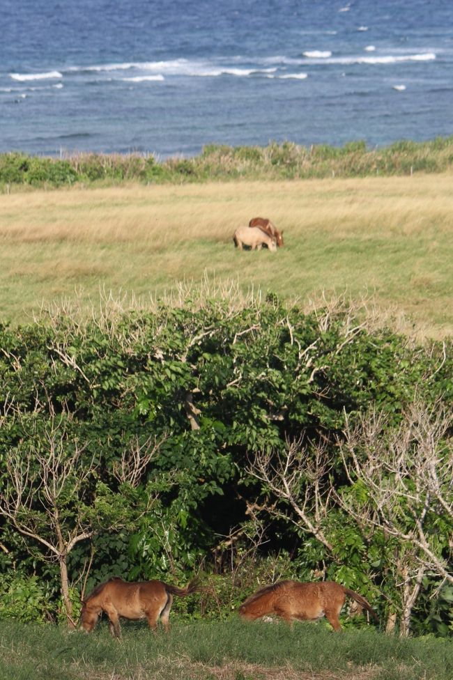 川平から御神崎向かう道路のそばに馬を放牧していました。