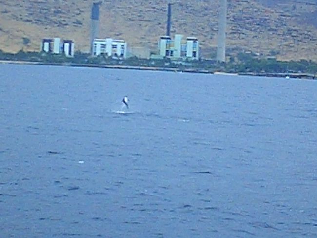 ナイスショット〜<br /><br />子供のイルカがジャンピングしている姿<br /><br />遠くてめっちゃ解り辛い(*_*)