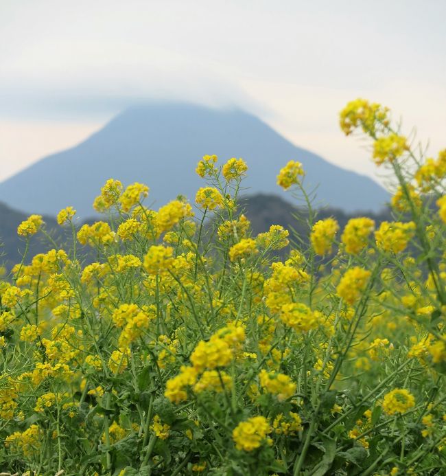 池田湖畔 2 開聞岳 菜の花畑の情景 雪害も乗り越えて咲く 指宿 鹿児島県 の旅行記 ブログ By マキタン2さん フォートラベル 池田湖畔 2 開聞岳 菜の花畑の情景 雪害も乗り越えて咲く 指宿 鹿児島県 の旅行記 ブログ By マキタン2さん フォートラベル