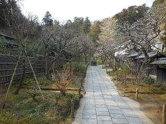 最初は、駆け込み寺として有名な「東慶寺」です。
1285年の開創、大きなお寺ではありませんが、四季折々の花が咲いて、心安らぐお寺です。

梅は、山門を入って金仏までの道の左右に咲いています。満開の木もありましたが、全体としては7分くらいでしょうか。