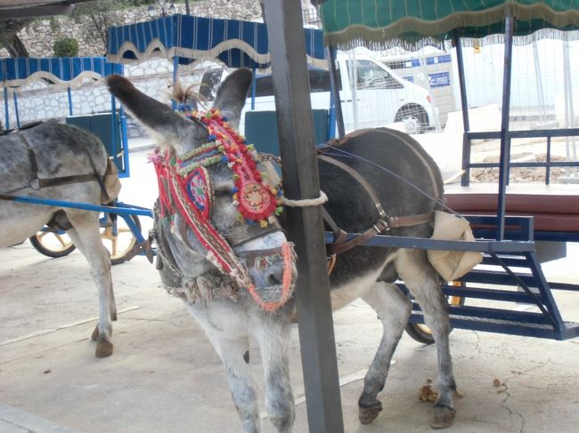 ロバ君　乗りたかったな〜。