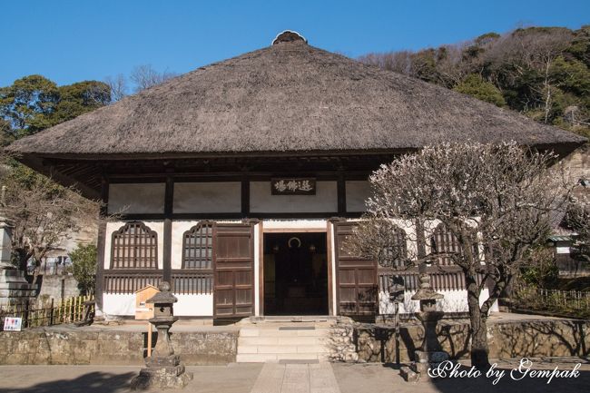 水彩画（円覚寺参道 （早春の鎌倉散歩』鎌倉(神奈川県)の旅行記