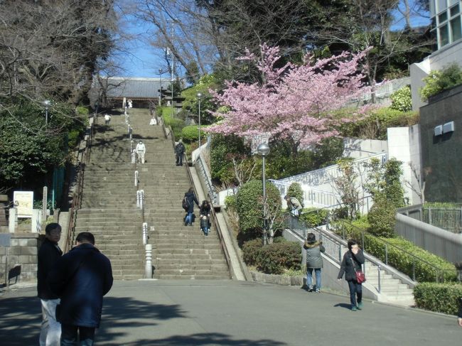 池上本門寺　階段がキツイ〜〜。