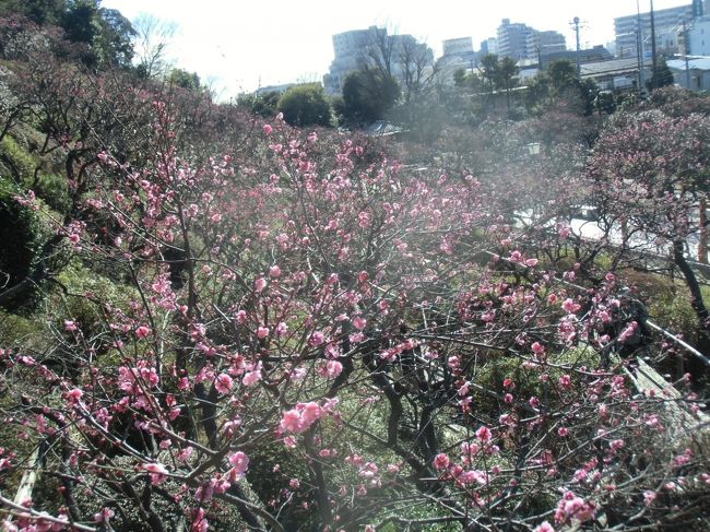 まだちょっと早かったかな〜。<br />