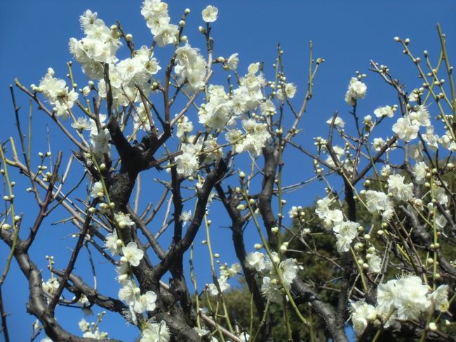 白が綺麗に咲いてました。