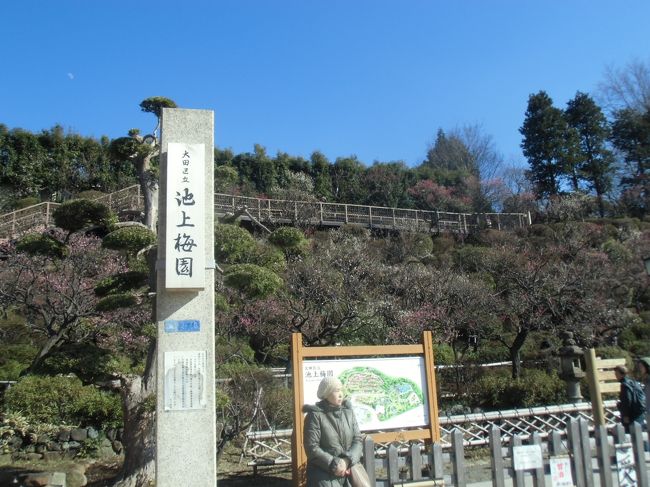 池上梅林・・六分咲き　まだ木によって咲いてませんでした