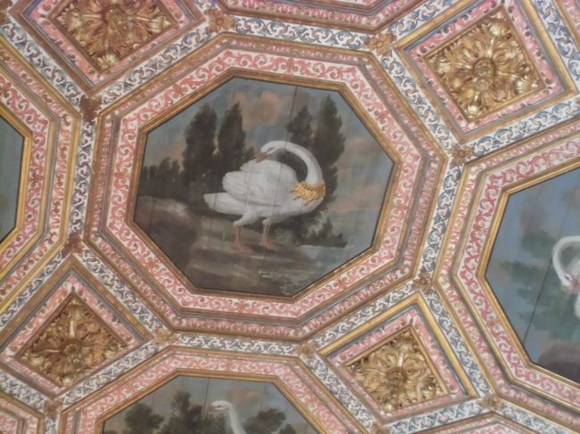 可愛い白鳥です