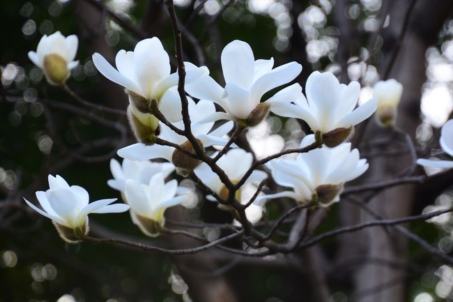 咲いている咲いてる＾＾<br /><br />テレビのニュースで言っていた通り、満開でした＾＾<br /><br />友達曰く、私が上海に行く前日まではかなり気温が低くてダウンジャケットを着るほどだったそうですが、ちょうど私が到着した日から気温がぐっとあがったそうです。本当に暖かい上海でした。