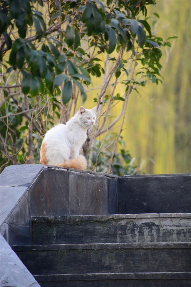 あんなところ（湖の真ん中の小島）に公園の主みたいな猫が！！