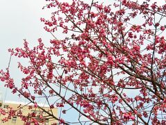 白金台どんぐり児童遊園の寒緋桜

目黒駅近くで昼食を済ませ白金台方面へ。
寒緋桜が咲き始めていました。