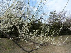 名古屋城


　名古屋城には、目の前に地下鉄の入口がありますので、いちいち名古屋市役所の中を通ってこなくても良さそうです。

　500円の入場料を払って名古屋城東門から入ると、おりしも梅の花が咲き誇っていました。
　紅梅白梅が交互に植えられ、それはきれいです。