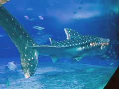 2日目　美ら海水族館