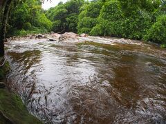 小川の水の色がコカ・コーラ色。これは樹木の樹液が川に染み込んでいます。