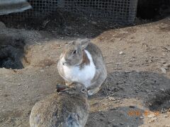 宝登山小動物公園に来ました。
おとな３８０円で入れます☆
