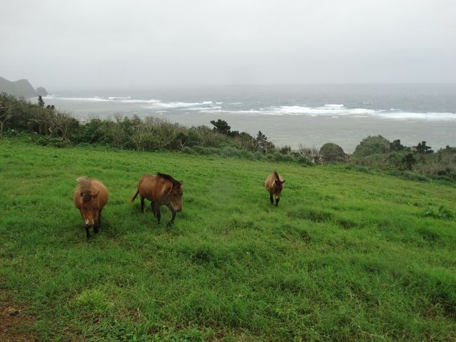 でも、馬さんたちは大丈夫！