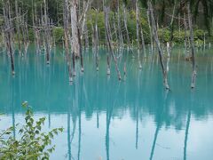 さて、最終日は美瑛・富良野方面へ。
◆青い池
http://www.biei-hokkaido.jp/search/sightseeing/viewspot/000035.html
私は２年前に行ったことがありますが、同行者２人は初めて。
ここも雨が降ったりして川の水が濁ってしまうと青色でなくなってしまうので、運に左右されるところ。
ですが、しっかり「青い池」でした！
