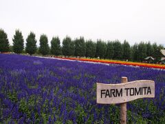 ◆ファーム富田
http://www.farm-tomita.co.jp/
ここも再訪です。ラベンダーで有名なところですが、ラベンダーの時期は終わってしまっています。紫色の花はラベンダーにそっくりなサルビアの花です。
