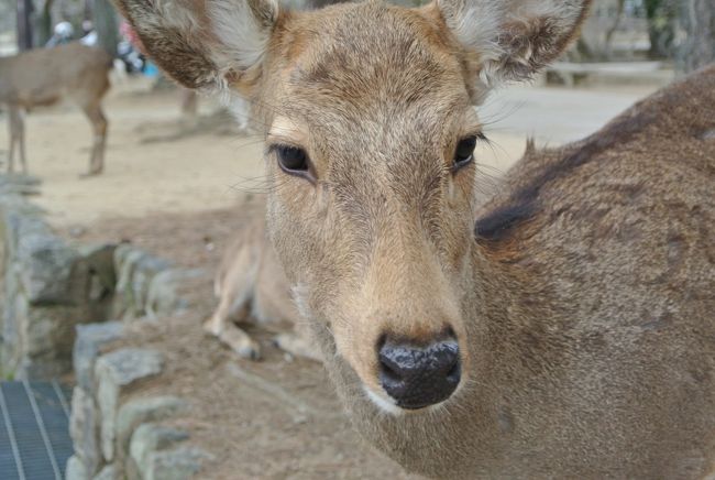 駅前からバスで東大寺へやってきました。<br />定番の写真から・・。<br />