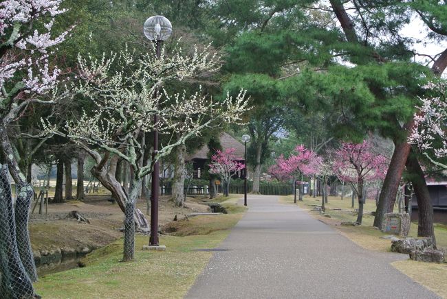 片岡梅林<br />トラベラーのガブリエラさんの旅行記を拝見して、ここへ行きたい！と思い今回訪れてみました。<br />