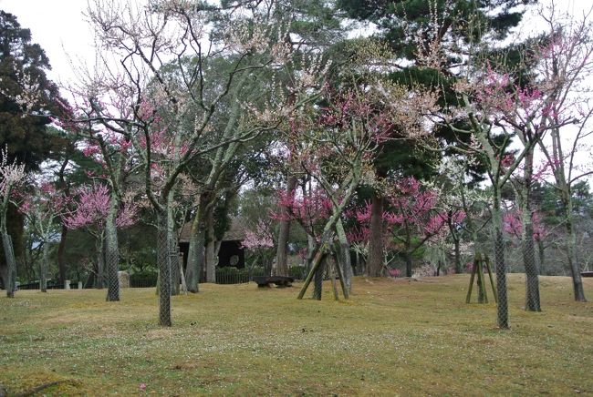 静かでちょっと控えめな梅林がとても奈良らしくて素敵な雰囲気です。<br />