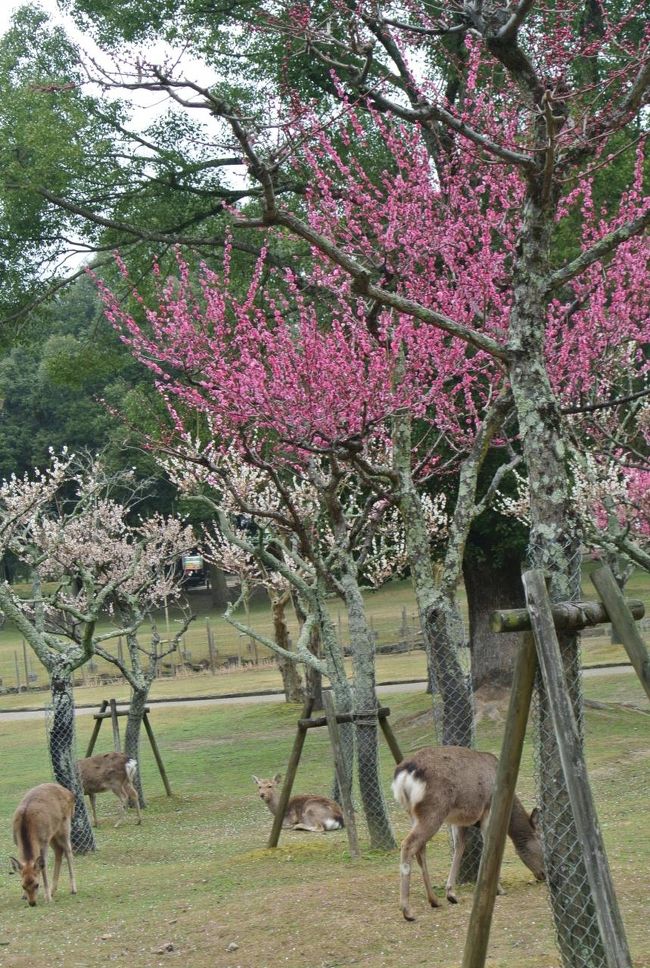 鹿と梅<br /><br />ここに来て良かったです。