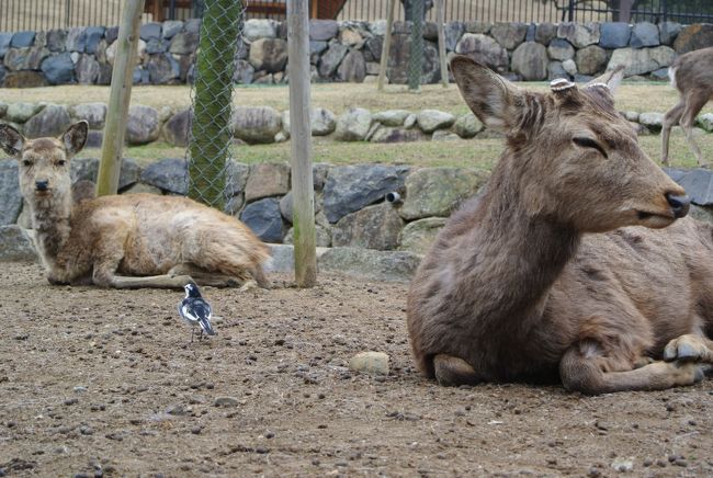 鹿と小鳥