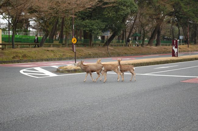 午前８時半<br />いつものように県庁横の駐車場に車を停めてここからふらっと歩きます。<br /><br />ナント！この大通りを鹿が横断しようとしてます。手前に車がいましたが止まっています。