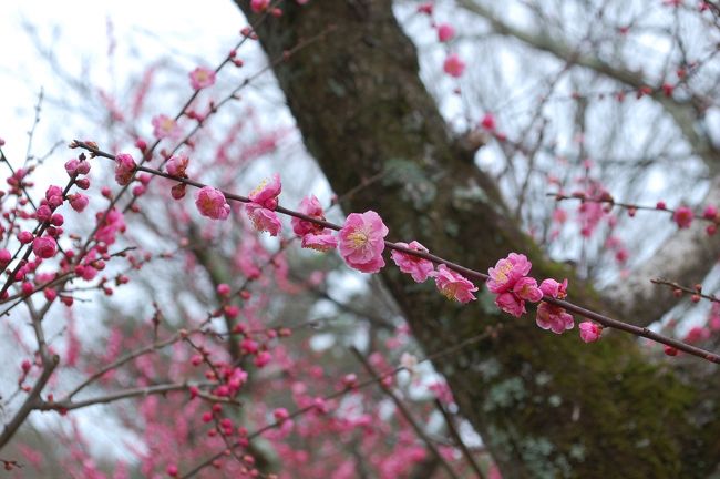 ちょうど満開でとてもきれいです。