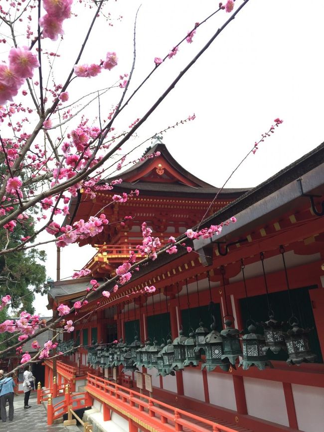 春日大社にお詣りします。