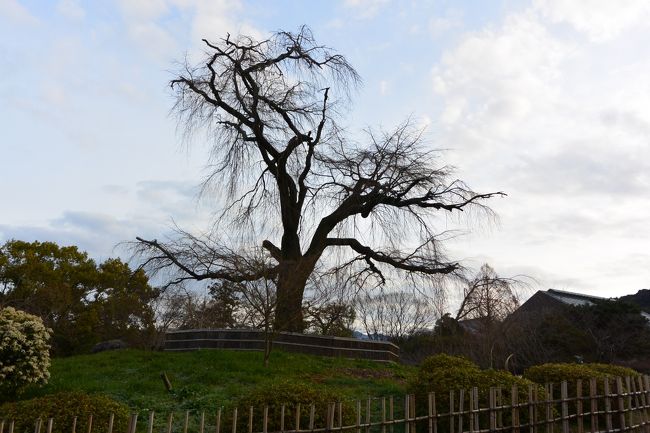 ７時１２分、円山公園到着(*ﾟ▽ﾟ*)
