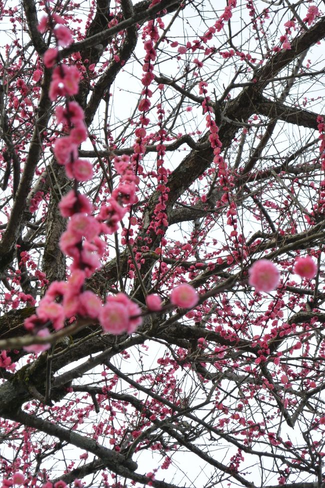 こちらでも梅の花が咲いてるよ〜！<br /><br />季節を感じられるお花を見ると<br />ついつい撮っちゃう〜(*^_^*)