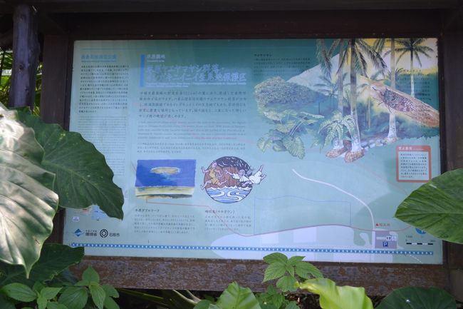 米原のヤエヤマヤシの群落。