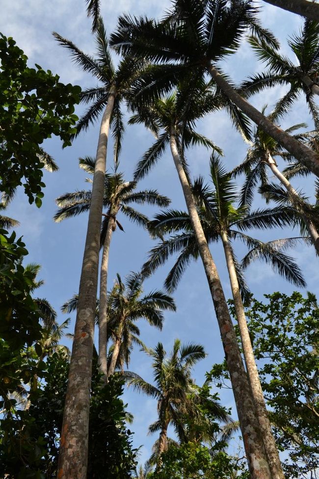 天まで上る雄大な椰子。