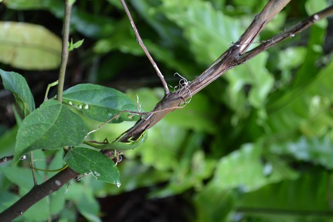可愛いトカゲ。