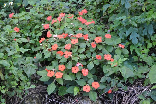 咲き誇る花軍団。