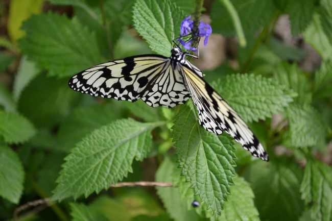 蝶々も花と花の間をゆっくりと飛び交う。